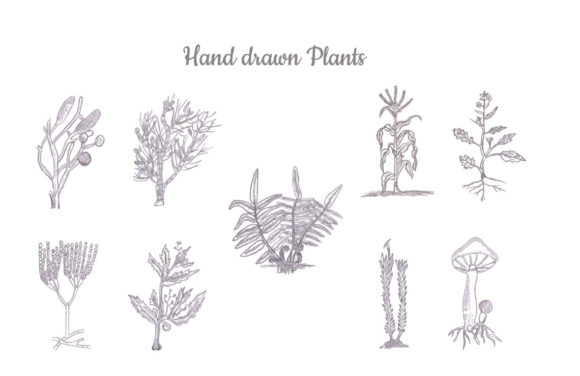 Download Hand Drawn Plants Set - Hand drawn Collection